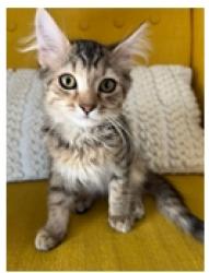 Shelter Stray Female Cat last seen 10TH ST/Q ST, 95673, 3839 Bradshaw Rd, Sacramento, CA 95827, USA