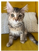 Shelter Stray Female Cat last seen 10TH ST/Q ST, 95673, 3839 Bradshaw Rd, Sacramento, CA 95827, USA