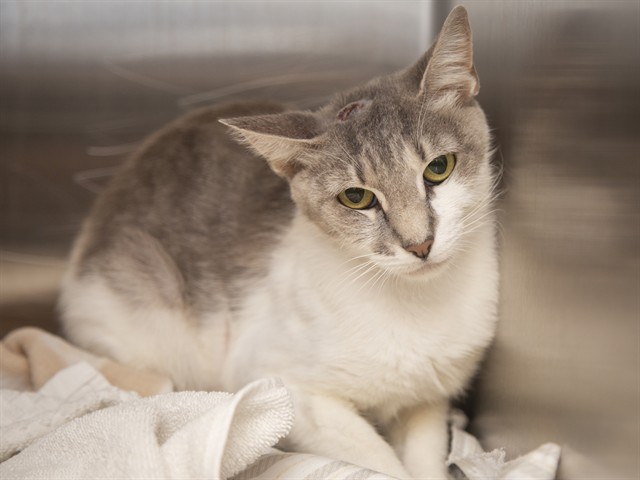 Shelter Stray Female Cat last seen NA, 5501 E Van Buren St, Phoenix, AZ 85008, USA
