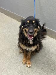 Shelter Stray Male Dog last seen Near BLOCK PELHAM PARK AVE, LAS VEGAS NV 89148, 655 N Mojave Rd, Las Vegas, NV 89101, USA