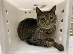 Shelter Stray Male Cat last seen Near BLOCK S 27TH ST, 3839 W Burnham St, West Milwaukee, WI 53215, USA