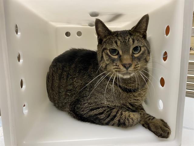 Shelter Stray Male Cat last seen Near BLOCK S 27TH ST, 3839 W Burnham St, West Milwaukee, WI 53215, USA