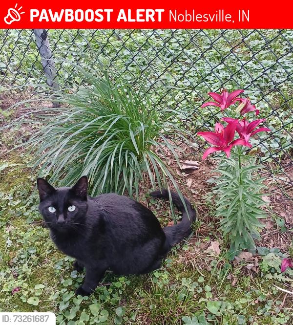 Lost Male Cat last seen Lakeview Drive, Noblesville, IN 46060