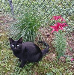 Lost Male Cat last seen Lakeview Drive, Noblesville, IN 46060
