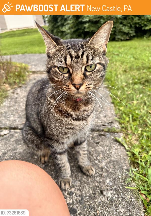 Found/Stray Female Cat last seen Near Blews way, New Castle, PA 16105