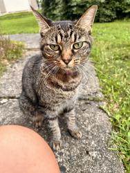 Found/Stray Female Cat last seen Near Blews way, New Castle, PA 16105