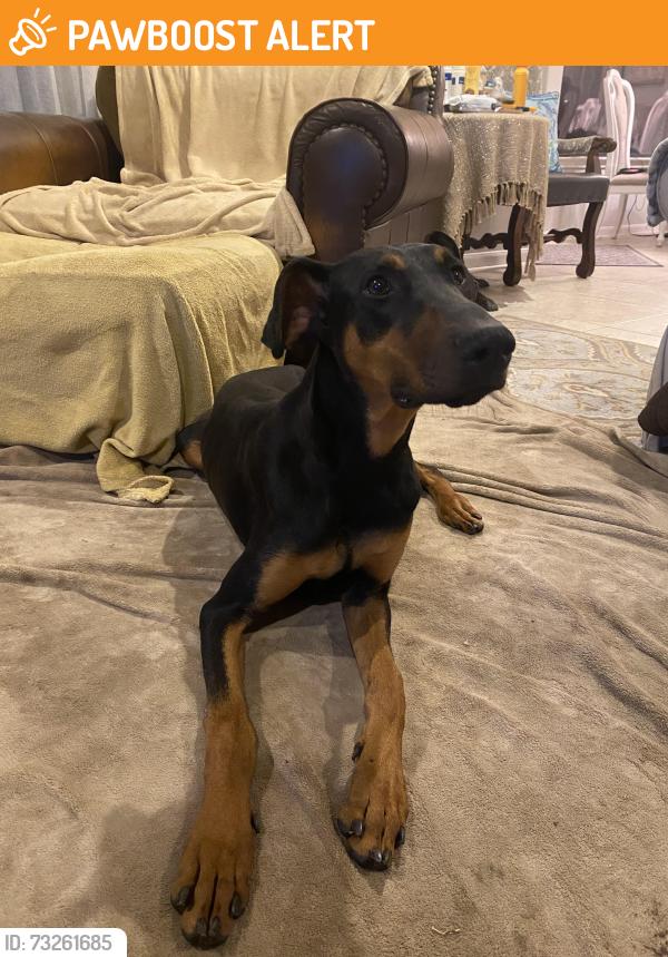 Rehomed Female Dog last seen Rainy oaks, Montgomery County, TX 77354