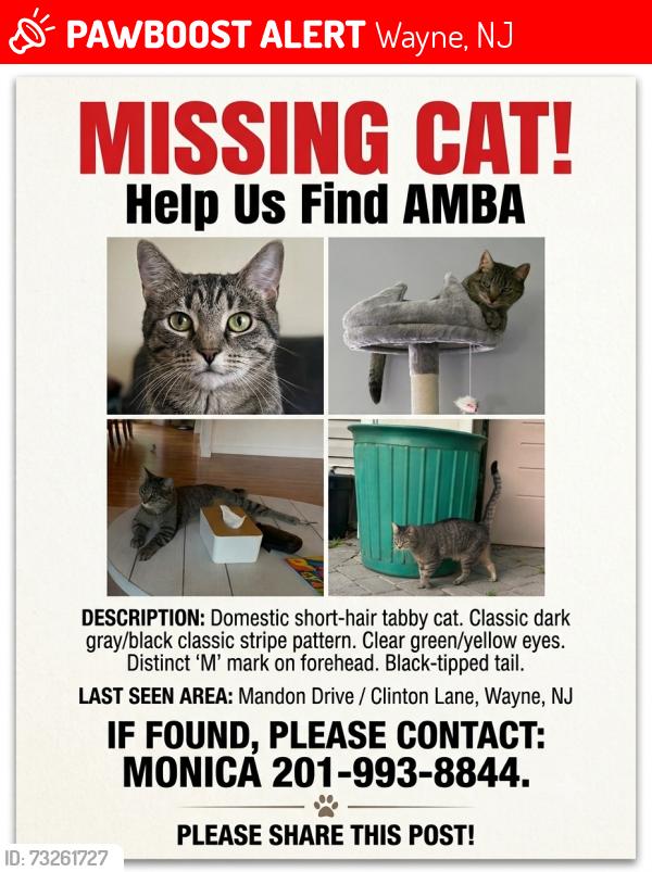 Lost Female Cat last seen Clinton lane and mandon drive, Wayne, NJ 07470