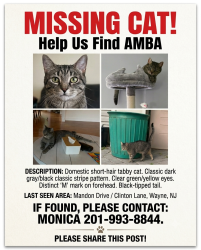 Lost Female Cat last seen Clinton lane and mandon drive, Wayne, NJ 07470