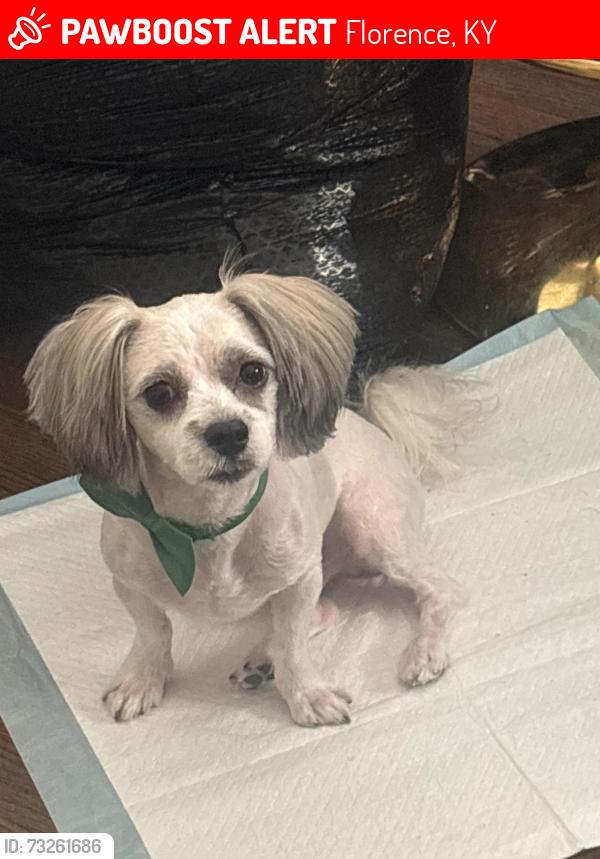 Lost Male Dog last seen Weaver road, altair blue apmts, Florence, KY 41042