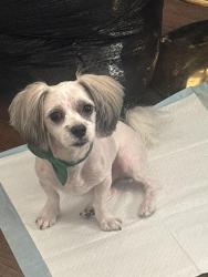 Lost Male Dog last seen Weaver road, altair blue apmts, Florence, KY 41042