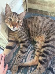 Found/Stray Female Cat last seen Ave H and I, Brooklyn, NY 11230