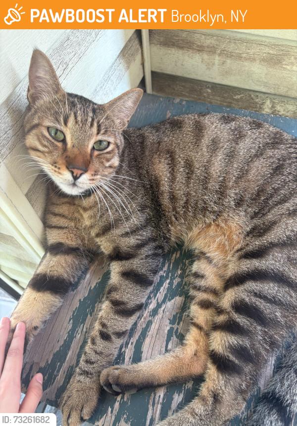 Found/Stray Female Cat last seen Ave H and I, Brooklyn, NY 11230