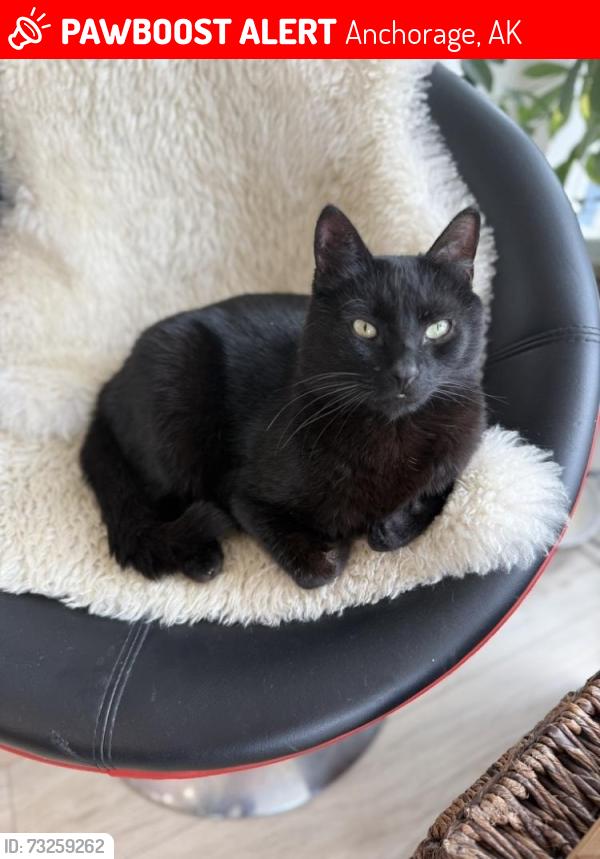Lost Male Cat last seen Arctic and 21st, Anchorage, AK 99503