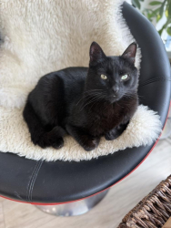 Lost Male Cat last seen Arctic and 21st, Anchorage, AK 99503