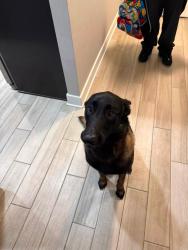 Reunited Male Dog last seen Near Fayson cir, Deltona, FL 32738
