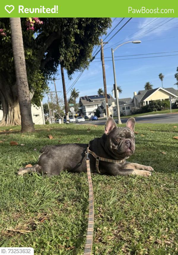 Reunited Male Dog last seen Almaden rd quick silver museum, San Jose, CA 95120