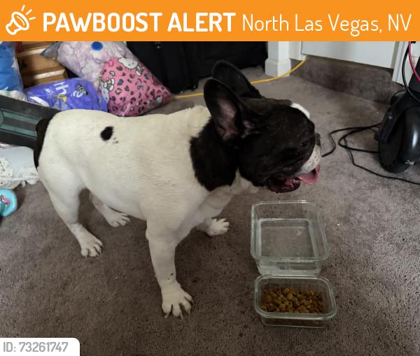Found/Stray Male Dog last seen Commerce and Carey, North Las Vegas, NV 89030