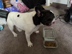 Found/Stray Male Dog last seen Commerce and Carey, North Las Vegas, NV 89030