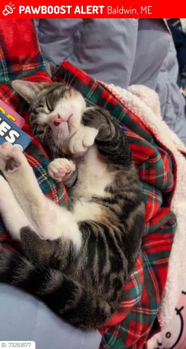 Lost Female Cat last seen Douglas hill west baldwin, Baldwin, ME 04091