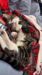 Lost Female Cat last seen Douglas hill west baldwin, Baldwin, ME 04091