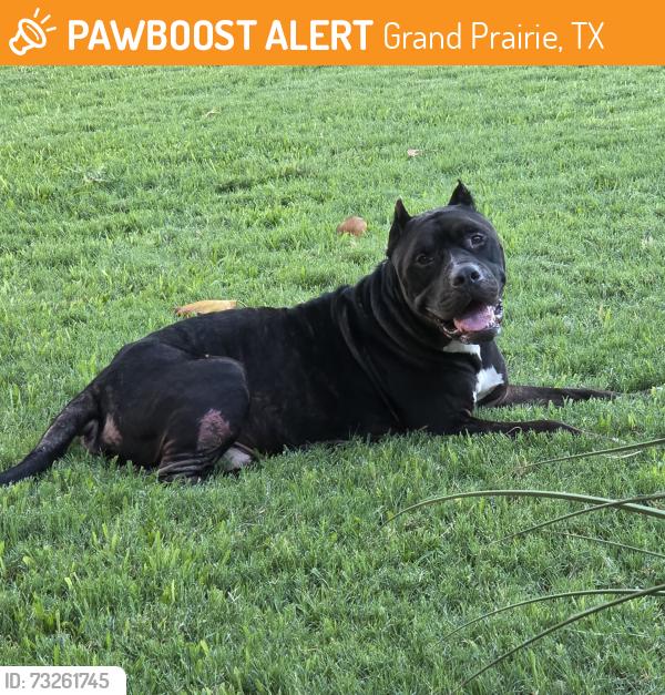 Found/Stray Male Dog last seen Carrier Pkwy and british blvd, grand prairie, Grand Prairie, TX 75050