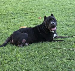 Found/Stray Male Dog last seen Carrier Pkwy and british blvd, grand prairie, Grand Prairie, TX 75050