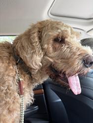 Found/Stray Male Dog last seen Shady oak, Minnetonka, MN 55343