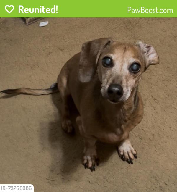 Reunited Male Dog last seen East 31 between Ave R and Quentin, Brooklyn, NY 11229