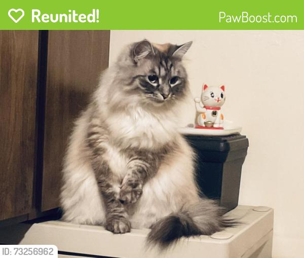 Reunited Female Cat last seen Park Marina Dr, Redding, CA 96001