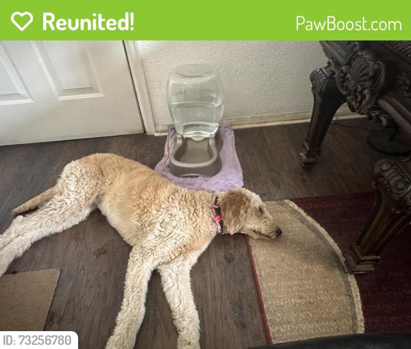 Reunited Female Dog last seen Ensenada st, Aurora, CO 80011