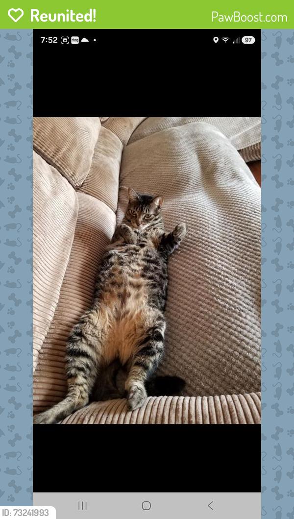 Reunited Male Cat last seen Remington hills, San Diego, CA 92154