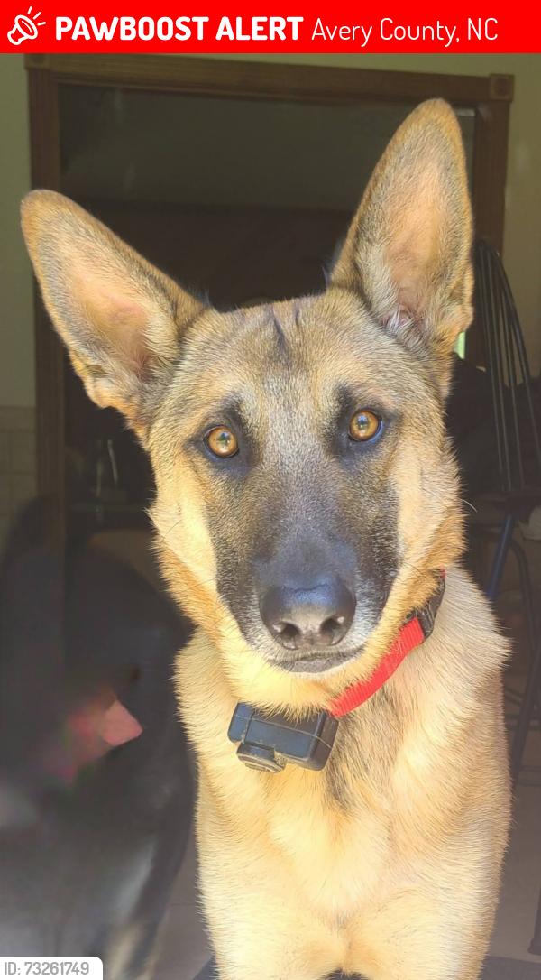 Lost Male Dog last seen Brushy Creek Rd Spruce Pine NC, Penland Rd, Crabtree Rd, Mitchell/Yancey County Line NC, Mitchell County, NC 28705