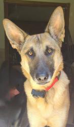Lost Male Dog last seen Brushy Creek Rd Spruce Pine NC, Penland Rd, Crabtree Rd, Mitchell/Yancey County Line NC, Mitchell County, NC 28705