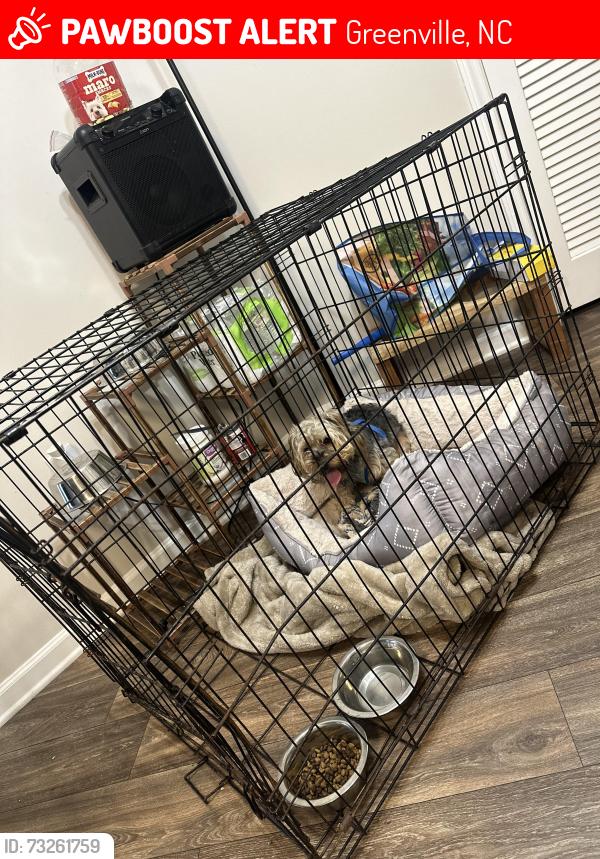 Lost Male Dog last seen The Pointe At Wimbledon, Greenville, NC 27858