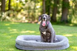 Lost Female Dog last seen Susan Lane near Abbott South Buffalo, Buffalo, NY 14220
