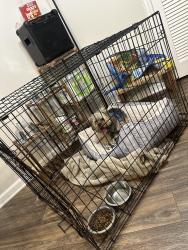 Lost Male Dog last seen The Pointe At Wimbledon, Greenville, NC 27858