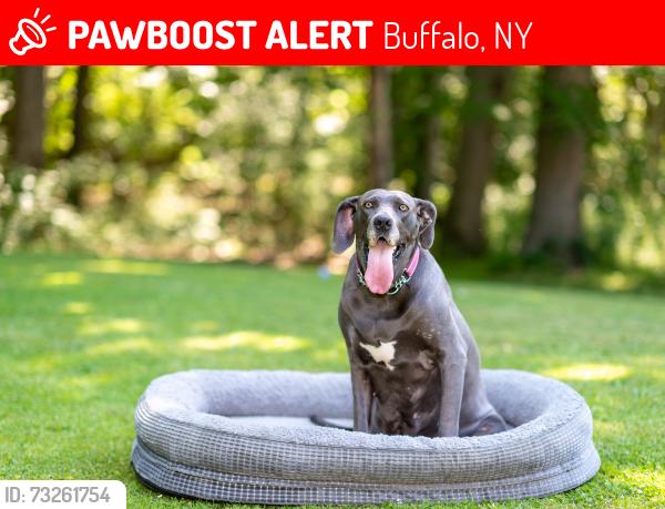 Lost Female Dog last seen Susan Lane near Abbott South Buffalo, Buffalo, NY 14220