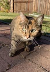 Lost Female Cat last seen Freeport Blvd and Oregon Dr, Sacramento, CA 95822