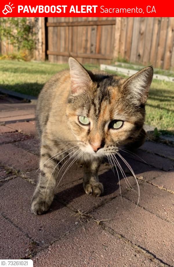Lost Female Cat last seen Freeport Blvd and Oregon Dr, Sacramento, CA 95822