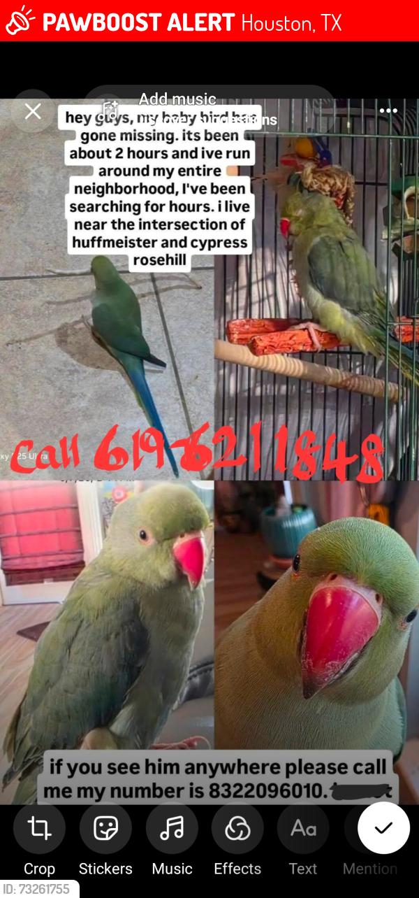 Lost Unknown Bird last seen Cypressrosehill and Huffmeister, Houston, TX 77429