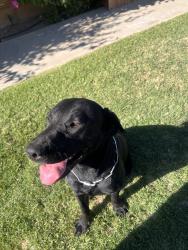 Found/Stray Female Dog last seen 9th Ave, Hesperia, CA 92345