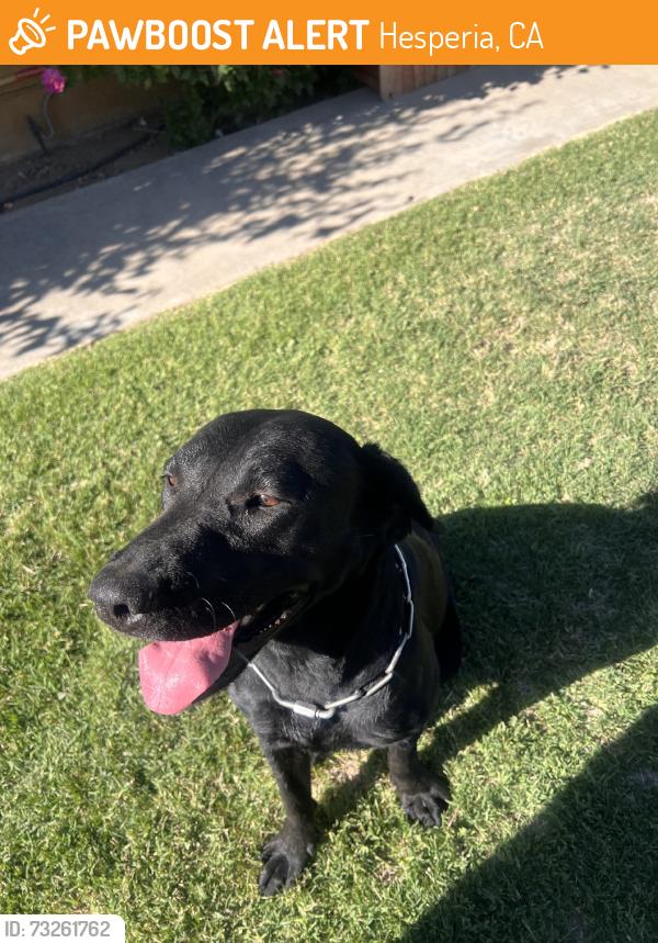 Found/Stray Female Dog last seen 9th Ave, Hesperia, CA 92345