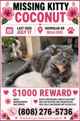 Lost Female Cat last seen Near Hoopalua Dr, Makawao HI 96768, Kula highway, Kula 200, Kula Malu, Makawao, HI 96768