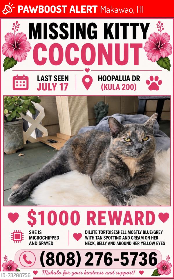 Lost Female Cat last seen Near Hoopalua Dr, Makawao HI 96768, Kula highway, Kula 200, Kula Malu, Makawao, HI 96768