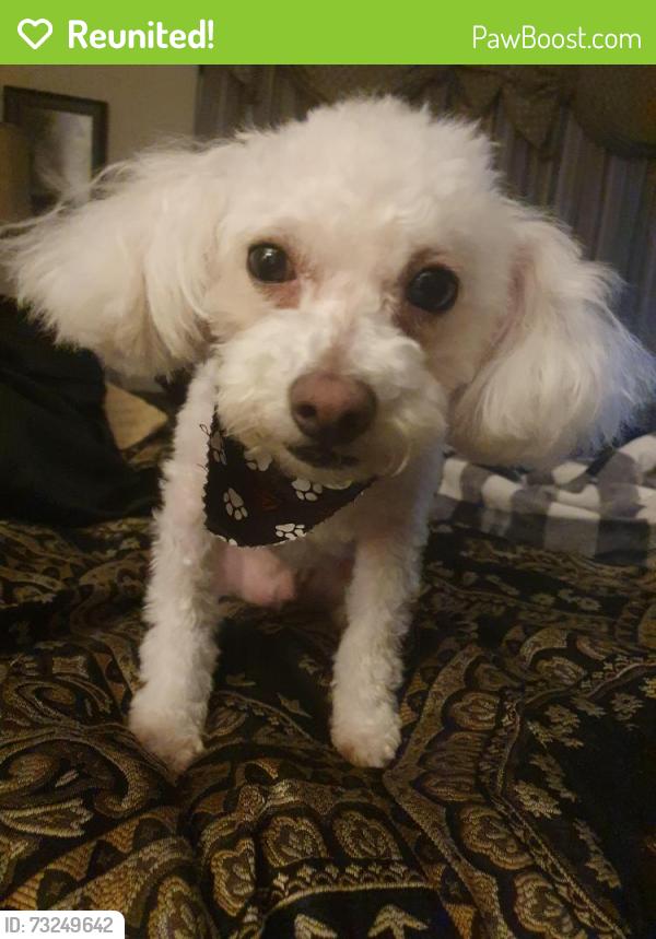 Reunited Male Dog last seen Sterling Manor and Maidstone Manor Ct, Spring, TX 77379