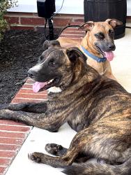 Found/Stray Unknown Dog last seen South creek subdivision, Lillington, NC 27546