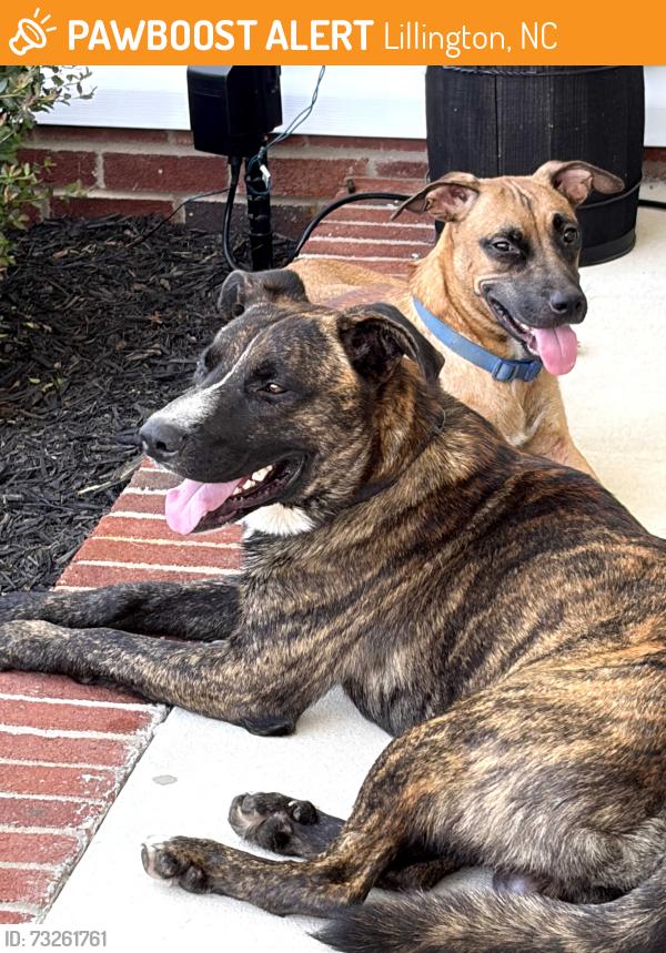 Found/Stray Unknown Dog last seen South creek subdivision, Lillington, NC 27546