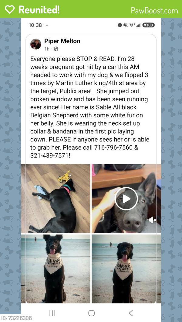 Reunited Female Dog last seen Martin Luther King /4th st, St. Petersburg, FL 33702