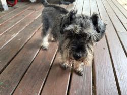 Found/Stray Male Dog last seen Twin Lakes / Mt Gallant, Rock Hill, SC 29732